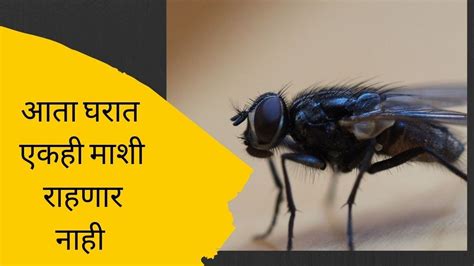 Preventing flies is mostly a matter of denying them the food and moisture necessary for reproduction. घरातील माशांना पळवून लावण्याचे सोपे उपाय|How to Get Rid of ...