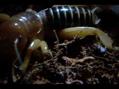 The potato bug, also known as jerusalem cricket, with scientific name stenopelmatus fuscus as you may have it, is a wingless insect native to the western united states and mexico. Stenopelmatus species - Potato bugs, Jerusalem crickets ...