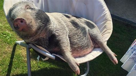 83% (1036 votes) share this video. Un cochon de compagnie fugue pour aller vivre avec des sangliers