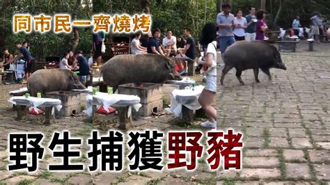 See more of 香港野豬關注組 hong kong wild boar concern group on facebook. 市民燒嘢食驚遇野豬 野豬同市民一齊燒烤 - YouTube