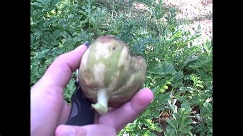 With just a little care, it can be easily grown in northern climates. Watermelon, Crimson Sweet Organic (03July12) - YouTube