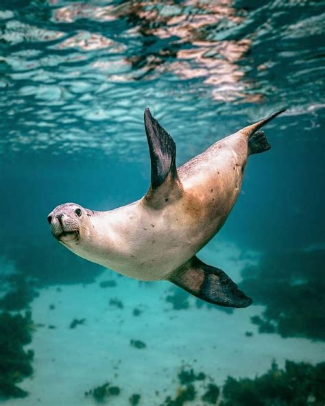 Морской лев | Underwater pictures, Ocean, Sea lion