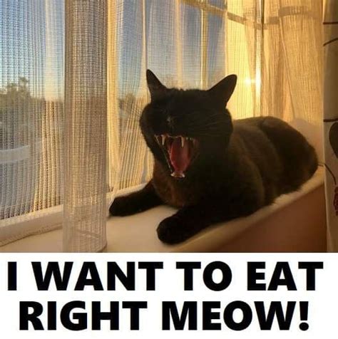 Pin on Black Cat Dreams and Memes