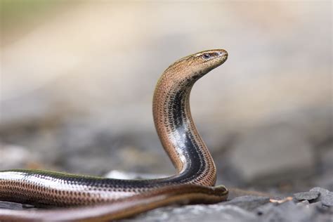 In der mitte europas gehört sie zu den häufigsten reptilien. Blindschleiche in verdrehter Pose (Forum für Naturfotografen)