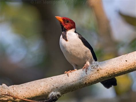 Maybe you would like to learn more about one of these? Yellow-billed Cardinal photo image 3 of 3 by Ian ...