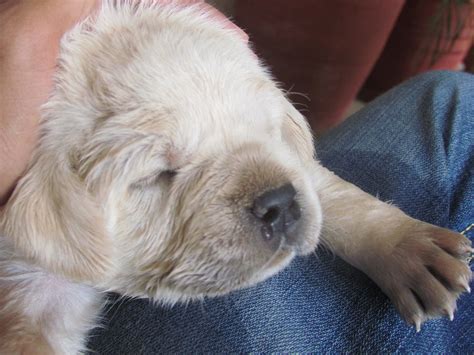 Yellow labrador puppies for sale, chocolate labrador. Pets Pakistan - Show Quality Labrador Puppies for sale ...