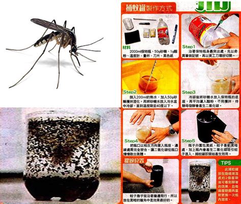 What are the most common pests in singapore? Easy Way to Trap and Kill Mosquitoes | Take It Or Share It