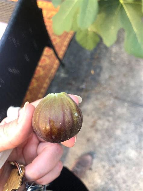 A tree grows in brooklyn by betty smith. A ??? tree grows in Brooklyn! (ID needed) - Ourfigs.com
