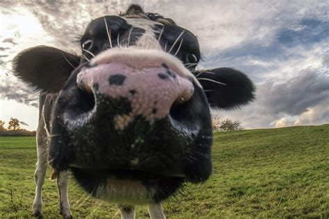 More images for image de gros » Fonds d'ecran Vache En gros plan Macro Nez Museau Animaux ...