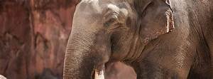 All About Elephants Scientific Classification Seaworld Parks