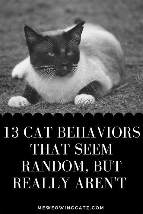 Picking out that special treat is important in order to keep your cat's feline diabetes under control. 13 Strange Cat Behaviors Explained | Cat behavior, Cats ...