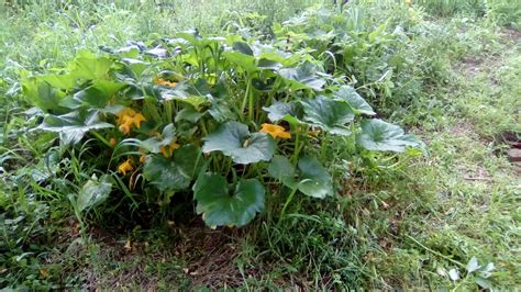 Check spelling or type a new query. Zucchini "bush" | Bush, Organic gardening, Zucchini