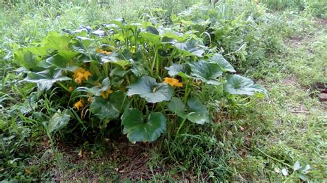 The answer to when is it too late to plant? depends entirely on where you live, assuming you are growing the plants outdoors. Zucchini "bush" | Bush, Organic gardening, Zucchini