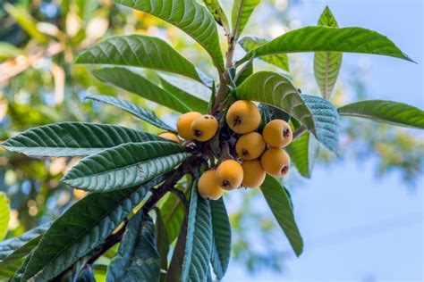 There are 3428 leaves fruit trees for sale on etsy, and they cost $31.51 on average. How to grow loquat trees in New Zealand - PLUS uses for ...