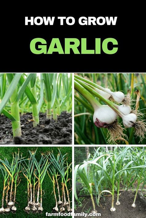 The book gardening for geeks: Growing organic garlic in your own garden, however, makes ...