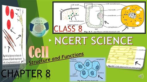 Students often need guidance dealing with these ncert solutions. NCERT SCIENCE CLASS 8 CHAPTER 8 CELL STRUCTURE AND ...