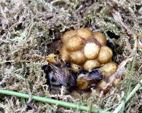 That you don't like blondes, boys who pose in gym mirrors or girls who snapchat filter pics. Bumblebees Awaken - Discover | Candide Gardening in 2020 ...