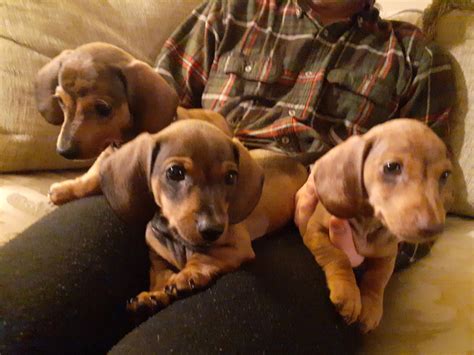 (daughter and mom) we are a small breeder in east tennessee, specializing in breeding and selling smooth and long hair and wire hair miniature dachshunds in several colors and patterns. Dachshund Puppies For Sale | Warner Robins, GA #318627