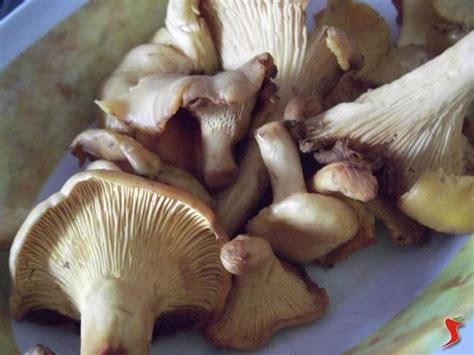 Check spelling or type a new query. ricette funghi - ricette funghi