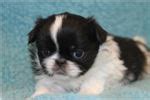 Offering my 3 yr old purebred red sable pekingese as stud to father puppies. Japanese Chin Puppies for Sale from Reputable Dog Breeders