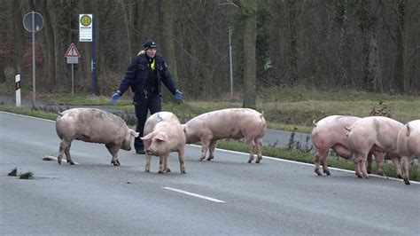 Kreis steinfurt in der kategorie steinfurt. NonstopNews - Schweinetransporter gerät in aufgeweichten ...