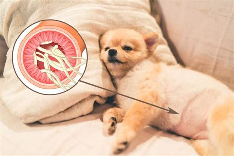 The average survival time for cats with gastrointestinal lymphoma is seven to nine months. Common Intestinal Parasites in Dogs Types - Symptoms and ...