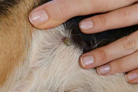 This post is divided into two primary sections: The Best Way How To Remove A Tick from A Dog Safely At ...