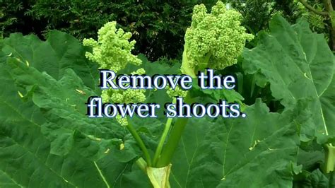 Rhubarb flowers can simply be cut from the plant as soon as you see it appear. Growing Rhubarb Secret to maximum production - Care and ...