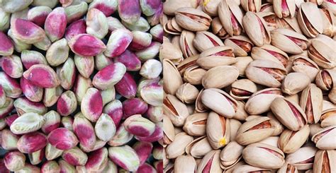 Aflatoxins are mycotoxins produced by two species of aspergillus, a fungus found especially in areas with hot and humid climates. Aflatoxins Level in Persian Pistachios - TGD-Pistachio ...