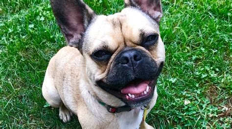 All about the french bulldog pug mix (frenchie pug). French Bulldog Pug Mix: Frug Breed Information & Overview