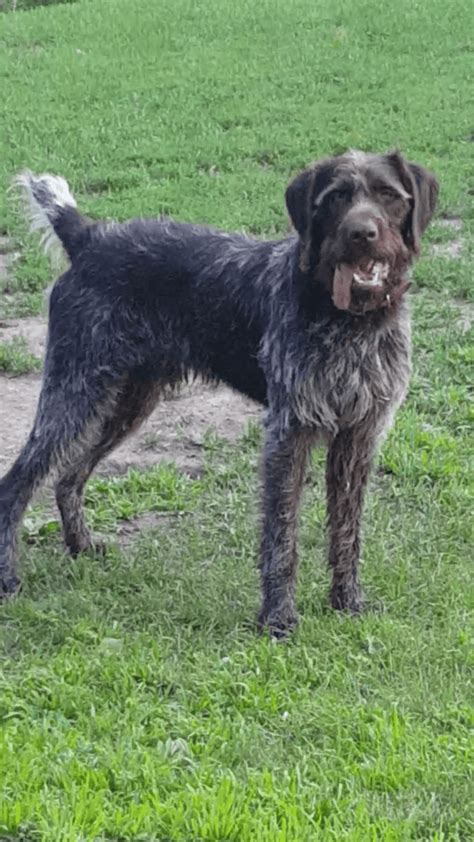 The german wirehaired pointer may become hyperactive and destructive if not properly exercised. German Wirehaired Pointer Puppies For Sale | Grove City ...