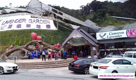 Since cameron is located approximately 300 kilometres from kuala lumpur, be prepared to embark on a long journey with your family and friends. The Voice From Within: Cameron Highlands: A Cool & Green ...