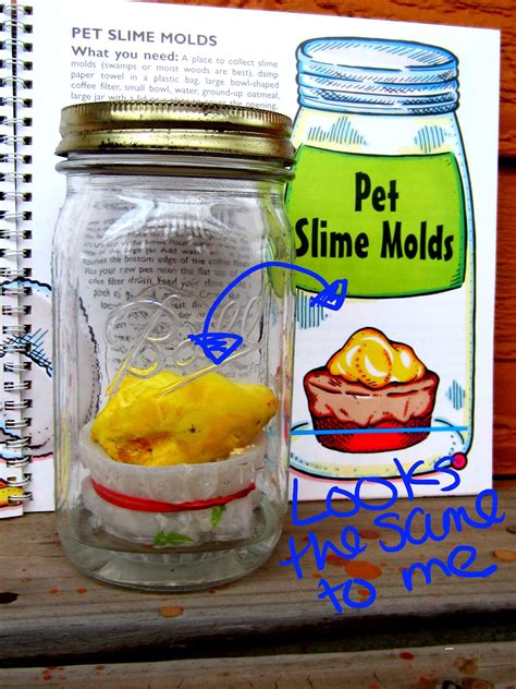 There are hundreds of different varieties with the smaller most types of domestic cats are low maintenance as they are surprisingly independent and can look after themselves even when you're not around. Ways to Spend Time: Pet Slime Mold