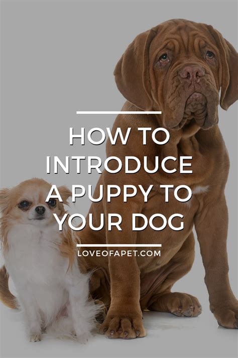 However, introducing a puppy into a household with a cat (or cats) takes some planning and patience to make the transition smooth for all involved. How to Introduce a Puppy to Your Dog: 7 Tips - Love Of A ...