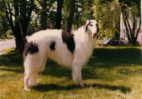 The dog comes from russia but it was developed from dog breeds brought there from central asia. Borzoi - Raças Caninas - Pet Vale