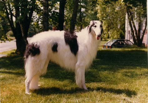 Borzoi, the russian wolfhound, is the most aristocratic russian dog breed. Borzoi - Raças Caninas - Pet Vale