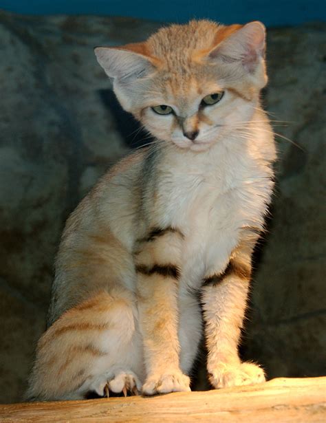 Cat names generator for your lovely cat. I saw something on reddit about the sand cat, turns out ...