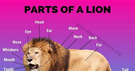 Diagram showing anatomy of human body with names. Lion Anatomy: Amazing List of 25 Different Parts of A Lion ...