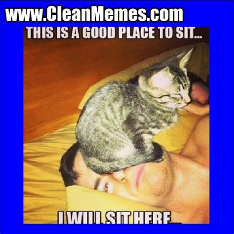 Since doggo memes got 1k views, let's try for that again! #CleanMemes #CleanImages #CleanJokes www.CleanMemes.com | Clean Memes | Funny cat memes, Funny ...