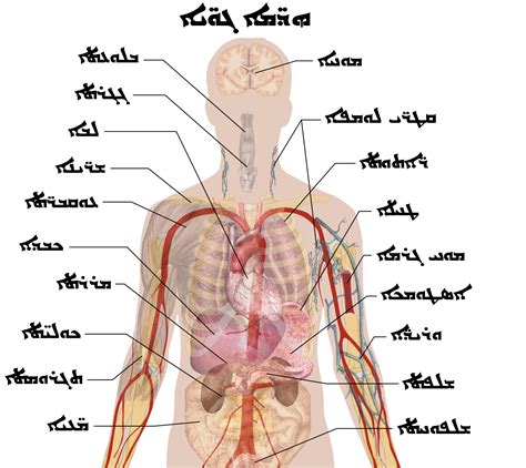 Human anatomy organs side view. File:Internal organs - Syriac.PNG - Wikimedia Commons