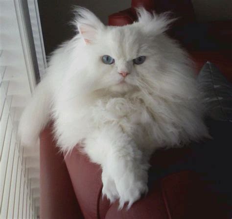 This breed did not change its physical appearance but some breeders in america and other parts of the world started to interpret the standard differently. Doll Face Persian Kittens Reviews - The Peck ...