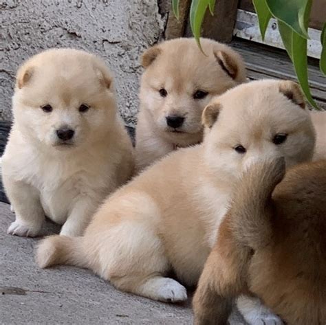 Shiba inu · los angeles, ca. TRAINED SHIBA INU PUPPIES LOS ANGELES For sale Los Angeles ...