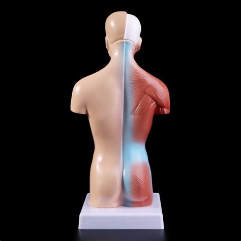 Muscles of the torso, as well as muscles in the arms or legs, can give the impression of a thin or we analyze precisely the plastic anatomy, that is, the structure of precisely those anatomical structures. Human Torso Body Model Anatomy Anatomical Medical Internal ...