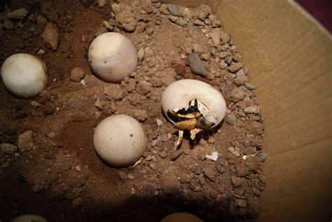 If a dish calls for separating eggs, don't throw one half away. Desert Tortoise Facts, Habitat, Diet, Life Cycle, Baby ...