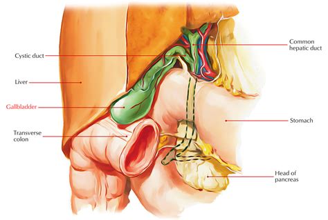 Duodenal pain refers to any pain that arises from the duodenum. Easy Notes On 【Gallbladder】Learn in Just 4 Minutes ...