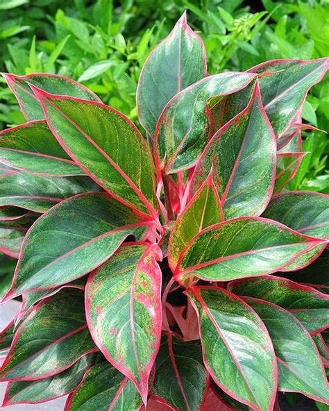 More images for aglaonema siam red lipstick plant » Aglaonema Siam Aurora01 | Rośliny, Byliny i Ogród