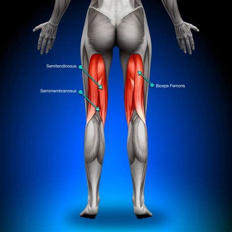 The hamstrings are the muscles of the posterior compartment of the thigh and include the: HAMSTRING BLESSURE PDF