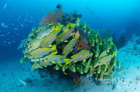 Schooling fish stay together in groups so that it is harder for predators to get at them i think. How To? Shoot Schooling Fish | Underwater Tribe