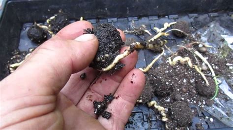 Maybe you would like to learn more about one of these? Bismarkia nobilis seed germination - YouTube