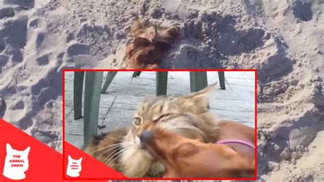 More images for mega lustige bilder zum totlachen » Lustige Tiere zum Totlachen - YouTube